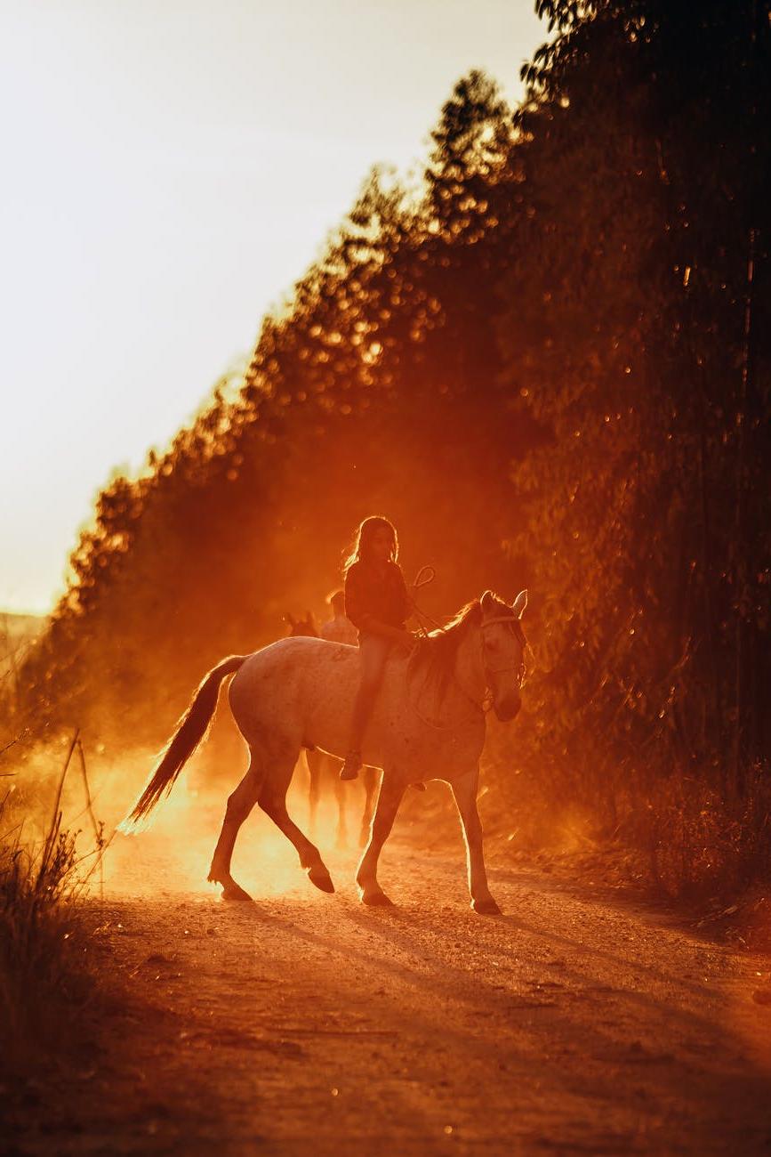 Horse crossing a shallow creek with rider